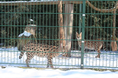 Servalzüchter Servalzucht Mecklenburg